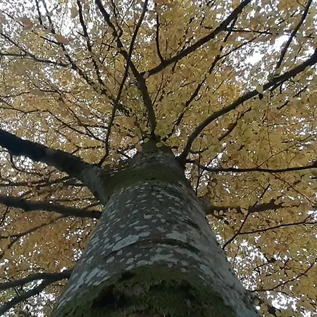 Domaine De Marchal - Et Table D'hotes 3*