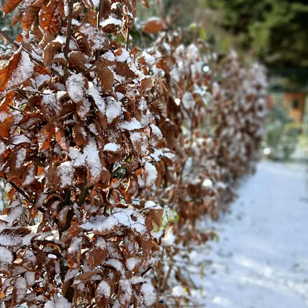 Domaine De Marchal - Et Table D'hotes Celles-Sur-Durolle