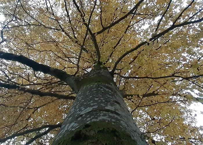 Domaine De Marchal - Et Table D'hotes 3*